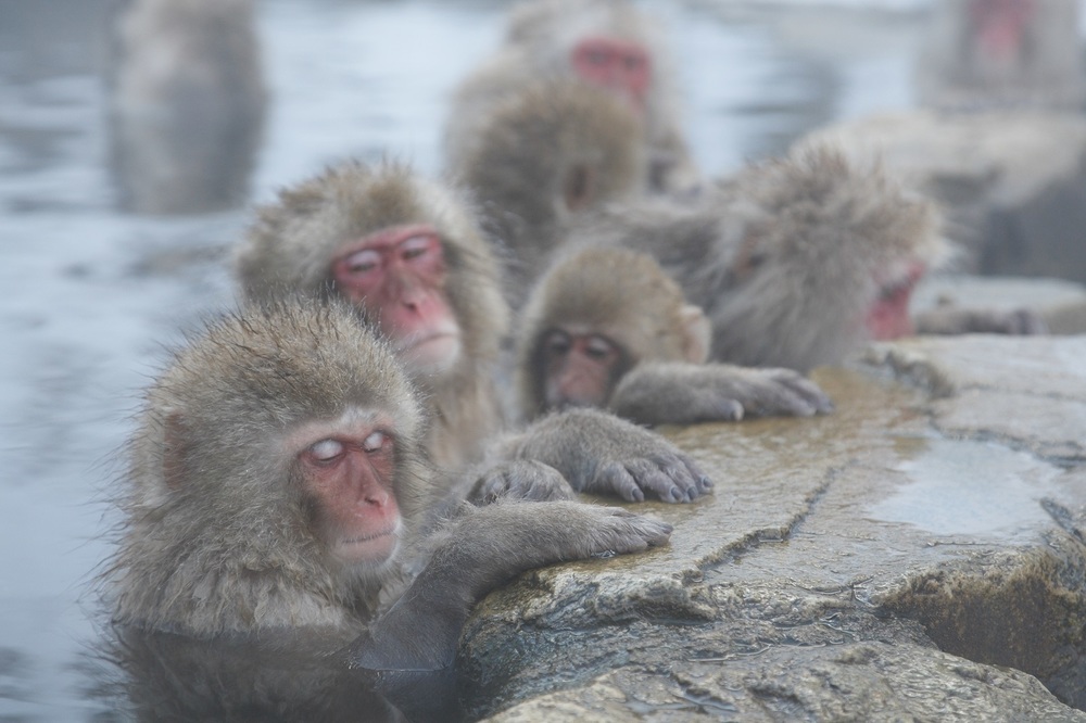 The Jigokudani Wild Monkey Park | Nagano's Most Popular