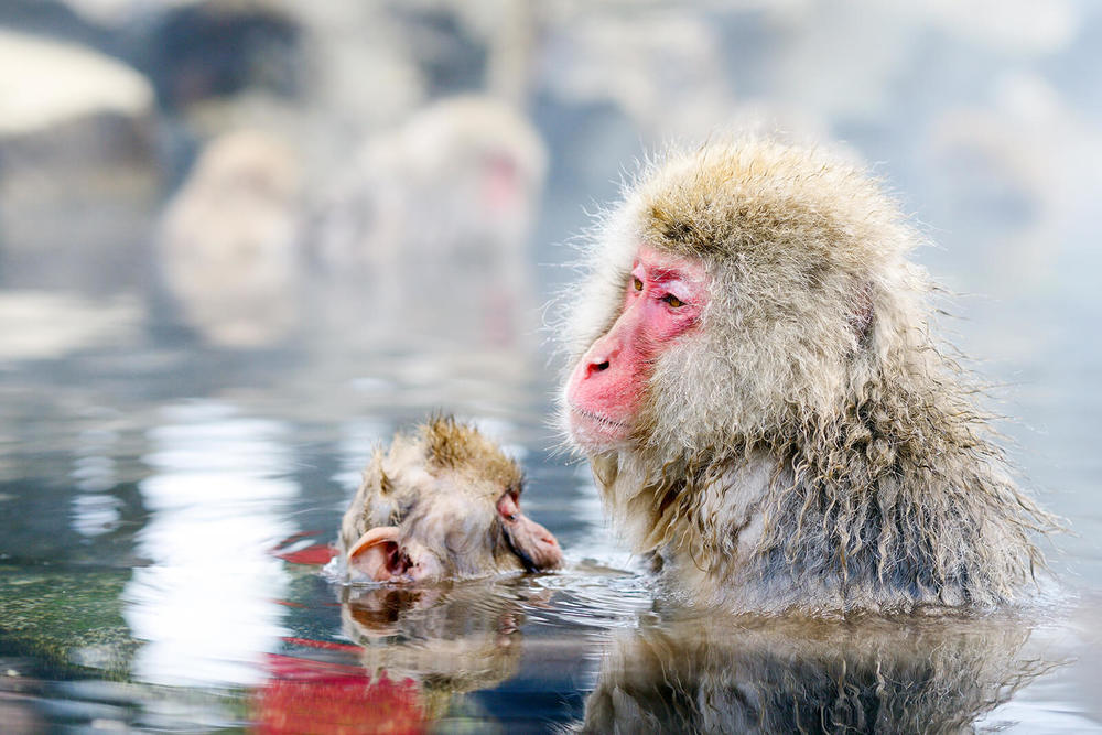 How to Get to the Snow Monkeys | Go NAGANO 長野県公式観光サイト